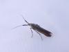 Coleophora deauratella
